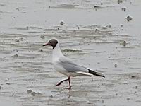 Mouette rieuse (Photo F. Mrugala) (3)